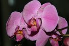 vignette Phalaenopsis noel 2008