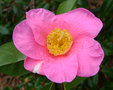 vignette Camélia 'Saint Ewe '= 'ST EWE ' camellia hybride williamsii
