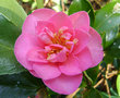 vignette Camélia ' SHOWA-NO-SAKAE ' camellia hiemalis