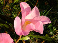 vignette Camélia ' TULIPE TIME ' camellia hybride williamsii