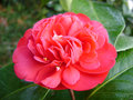 vignette Camélia ' Leonard de Vinci ' camellia  japonica