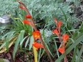 vignette Gladiolus dalenii-Iridacees