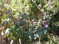 vignette Datura Metel Ballerina purple-Solanacees