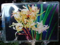 vignette orchidees yunnan,??