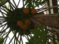 vignette Carica papaya