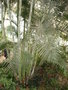 vignette Chrysalidocarpus  lutenscens