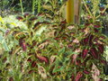 vignette Plectranthus scutellarioides (coleus)