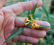 vignette Freylinia lanceolata   /   Scrophulariacées   /   Afrique du Sud