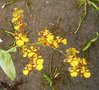 vignette oncidium leitzei x cheirophorum