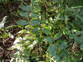 vignette Coriaria ruscifolia