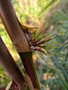 vignette chusquea valdiviensis (my garden)