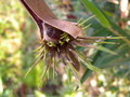 vignette chusquea valdiviensis (my garden)