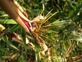 vignette chusquea valdiviensis (my garden)