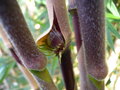 vignette CHUSQUEA VALDIVIENSIS (my garden)