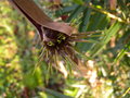 vignette CHUSQUEA VALDIVIENSIS (my garden)