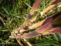 vignette CHUSQUEA VALDIVIENSIS (my garden)