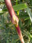 vignette CHUSQUEA VALDIVIENSIS (my garden)