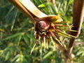 vignette CHUSQUEA VALDIVIENSIS (my garden)