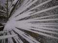 vignette palme recouverte de neige