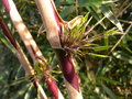 vignette CHUSQUEA VALDIVIENSIS (my garden)