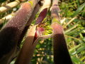 vignette CHUSQUEA VALDIVIENSIS (my garden)