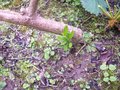 vignette Freylinia lanceolata   /   Scrophulariaces   /   Afrique du Sud