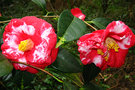 vignette Camélia ' ADOLPHE AUDUSSON VARIEGATED ' camellia japonica