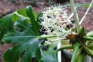 vignette Fastia japonica, araliacées