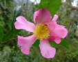 vignette Camlia ' New Dawn ' camellia sasanqua ?