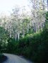 vignette Foret eucalyptus Tasmanie