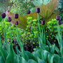vignette Tulipe ' Queen of the Night' et Rheum palmatum