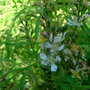 vignette R. multiflora watsoniana (ou rosier bambou )