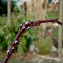 vignette fasciation du Salix udensis 'Sekka'