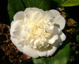 vignette Camélia ' Nobilissima  ' camellia japonica