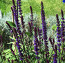 vignette Salvia nemorosa