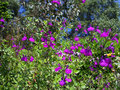 vignette Salvia microphylla violacea