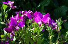 vignette Polygala myrtifolia