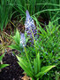 vignette Scilla hyacinthoides