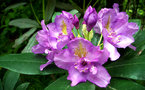 vignette Rhododendron oreotrephes