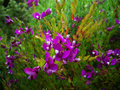 vignette Polygala myrtifolia