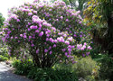 vignette Rhododendron augustinii