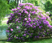 vignette Rhododendron oreotrephes