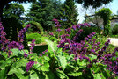 vignette Salvia verticillata 