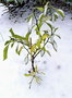 vignette Citrus Junos sous la neige - janv09
