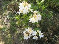 vignette Rhododendron/ azalea mollis Mount rainier