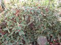 vignette daphn odorata variegata