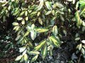 vignette Eleagnus pungens maculata aurea