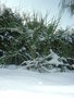 vignette Butia / SNOW
