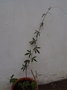 vignette Passiflora constance elliot