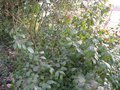 vignette Itea yunnanensis  (floraison  partir de juin)